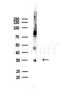 OR1D4/5 Antibody - Western blot analysis of lysates from Mouse brain, using OR1D4/5 Antibody at 1/1000 dilution.