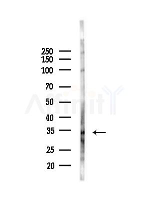 OR2A25 Antibody - Western blot analysis of lysates from COLO205 cells(heat-shock,45min treatment), using OR2A25 Antibody at 1/1000 dilution.