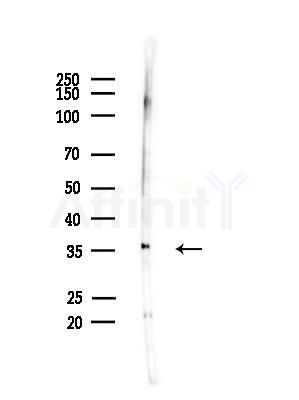 OR2A5/2A14 Antibody - Western blot analysis of lysates from Mouse brain, using OR2A5/2A14 Antibody at 1/1000 dilution.