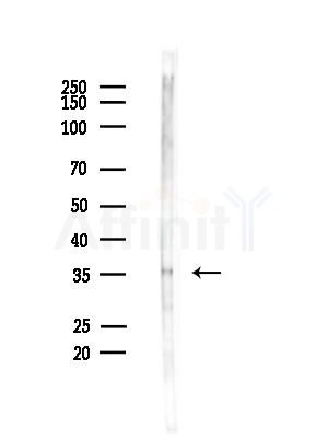 OR2T5/2T29 Antibody - Western blot analysis of lysates from Mouse brain, using OR2T5/2T29 Antibody at 1/1000 dilution.
