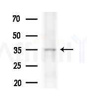 OR4K2 Antibody - Western blot analysis of extracts from B16F10-LUC cells(heat-shock,45min treatment), using OR4K2 Antibody at 1/1000 dilution.