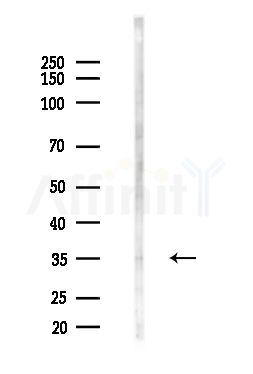 OR4K2 Antibody - Western blot analysis of lysates from B16F10-LUC cells(heat-shock,45min treatment), using OR4K2 Antibody at 1/1000 dilution.