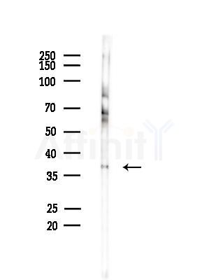 OR4Q3 Antibody - Western blot analysis of lysates from Mouse brain, using OR4Q3 Antibody at 1/1000 dilution.