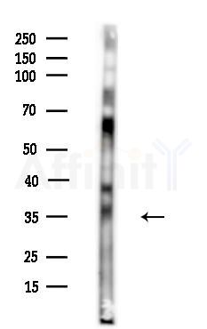 OR51G1 Antibody - Western blot analysis of lysates from Mouse brain, using OR51G1 Antibody at 1/1000 dilution.