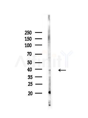 OR5M3 Antibody - Western blot analysis of lysates from RAW264.