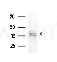 OR5V1 Antibody - Western blot analysis of extracts from HepG2 cells(heat-shock,45min treatment), using OR5V1 Antibody at 1/1000 dilution.