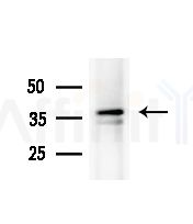 OR5V1 Antibody - Western blot analysis of extracts from B16F10-LUC cells(heat-shock,45min treatment), using OR5V1 Antibody at 1/1000 dilution.
