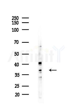 OR5V1 Antibody - Western blot analysis of lysates from B16F10-LUC cells(heat-shock,45min treatment), using OR5V1 Antibody at 1/1000 dilution.