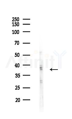 OR5V1 Antibody - Western blot analysis of lysates from HepG2 cells(heat-shock,45min treatment), using OR5V1 Antibody at 1/1000 dilution.