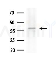 OR8B2/B3 Antibody - Western blot analysis of extracts from HepG2 cells(heat-shock,45min treatment), using OR8B2/B3 Antibody at 1/1000 dilution.