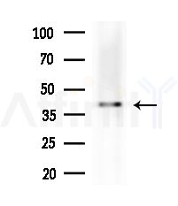 OR8B2/B3 Antibody - Western blot analysis of extracts from B16F10-LUC cells(heat-shock,45min treatment), using OR8B2/B3 Antibody at 1/1000 dilution.