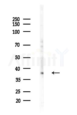 OR8B2/B3 Antibody - Western blot analysis of lysates from B16F10-LUC cells(heat-shock,45min treatment), using OR8B2/B3 Antibody at 1/1000 dilution.