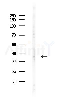 OR8B2/B3 Antibody - Western blot analysis of lysates from HepG2 cells(heat-shock,45min treatment), using OR8B2/B3 Antibody at 1/1000 dilution.