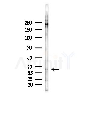 Phospho-Ephrin B1/B2/B3 (Tyr324) Antibody - Western blot analysis of lysates from COLO205 cells(heat-shock,45min treatment), using Phospho-Ephrin B1/B2/B3 (Tyr324) Antibody at 1/1000 dilution.