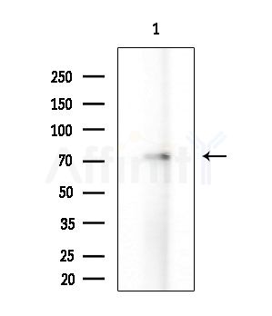 Phospho-RSK1/2/3/4 (Ser221/Ser227/Ser218/Ser232) Antibody - Western blot analysis of extracts from A549 cells(heat-shock treatment), using Phospho-RSK1/2/3/4 (Ser221/Ser227/Ser218/Ser232) Antibody at 1/1000 dilution.
