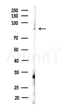 NKRF Antibody - Western blot analysis of lysates from B16F10-LUC cells(starvation,24h treatment), using NKRF Antibody at 1/1000 dilution.