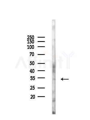 SOX12 Antibody - Western blot analysis of lysates from Mouse liver, using SOX12 Antibody at 1/1000 dilution.