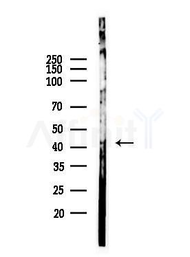 HOXA2 Antibody - Western blot analysis of lysates from Mouse testis, using HOXA2 Antibody at 1/1000 dilution.
