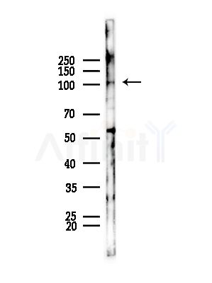 RECK Antibody - Western blot analysis of lysates from Mouse testis, using RECK Antibody at 1/1000 dilution.