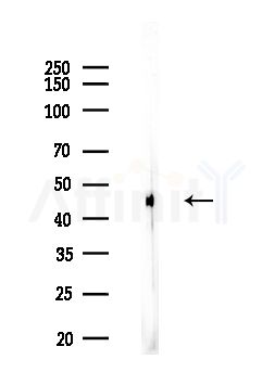 KR2_EBV Antibody - Western blot analysis of lysates from HUVEC cells, using KR2_EBV Antibody at 1/1000 dilution.