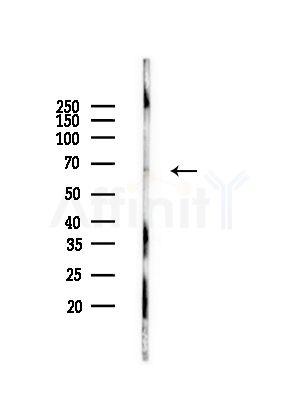 p63 MAPK Antibody - Western blot analysis of lysates from Rat lung, using p63 MAPK Antibody at 1/1000 dilution.