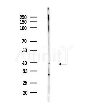 hnRNP E1 Antibody - Western blot analysis of lysates from Mouse testis, using hnRNP E1 Antibody at 1/1000 dilution.
