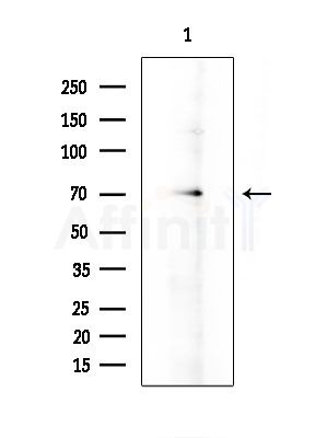 SDCCAG8 Antibody - Western blot analysis of extracts from RAW264.
