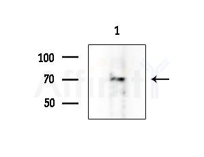 BRSK2 Antibody - Western blot analysis of extracts from Rat testis, using BRSK2 Antibody at 1/1000 dilution.