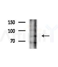 GSG2 Antibody - Western blot analysis of extracts from A375 cells(heat-shock,45min treatment), using GSG2 Antibody at 1/1000 dilution.