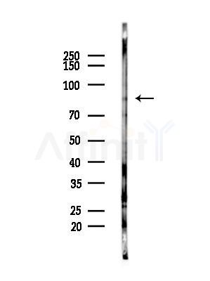 GSG2 Antibody - Western blot analysis of lysates from A375 cells(heat-shock,45min treatment), using GSG2 Antibody at 1/1000 dilution.
