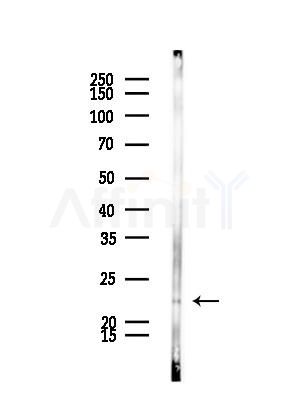 Histone H1X Antibody - Western blot analysis of lysates from Rat brain, using Histone H1X Antibody at 1/1000 dilution.