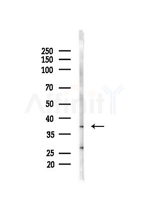 PINX1 Antibody - Western blot analysis of lysates from Mouse brain, using PINX1 Antibody at 1/1000 dilution.