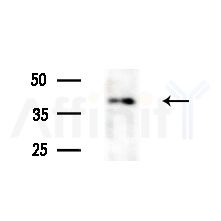 PSKH2 Antibody - Western blot analysis of extracts from various samples, using PSKH2 Antibody at 1/1000 dilution.