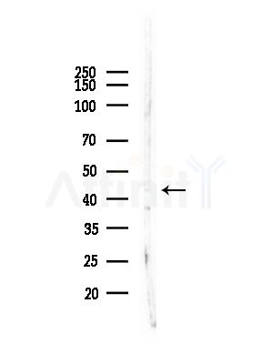 PSKH2 Antibody - Western blot analysis of lysates from HepG2 cells(starvation,24h treatment), using PSKH2 Antibody at 1/1000 dilution.