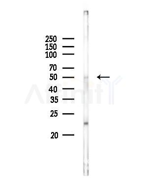 SPZ1 Antibody - Western blot analysis of lysates from Rat muscle, using SPZ1 Antibody at 1/1000 dilution.
