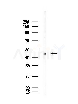 CBX8 Antibody - Western blot analysis of lysates from Rat brain, using CBX8 Antibody at 1/1000 dilution.
