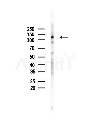 BMP2K Antibody - Western blot analysis of lysates from Mouse testis, using BMP2K Antibody at 1/1000 dilution.