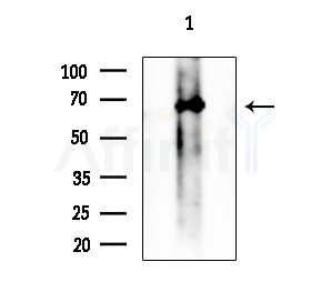 RBPJL Antibody - Western blot analysis of extracts from HUVEC cells, using RBPJL Antibody at 1/1000 dilution.
