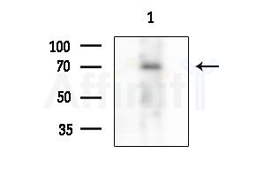 RBPJL Antibody - Western blot analysis of extracts from Rat testis, using RBPJL Antibody at 1/1000 dilution.