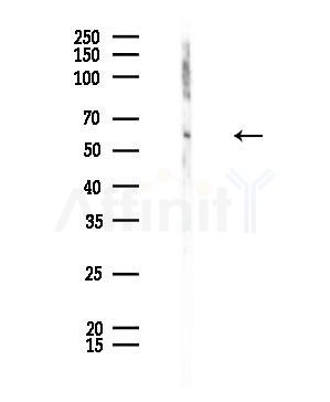 RBPJL Antibody - Western blot analysis of lysates from Rat testis, using RBPJL Antibody at 1/1000 dilution.