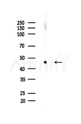 COX15 Antibody - Western blot analysis of lysates from Mouse brain, using COX15 Antibody at 1/1000 dilution.