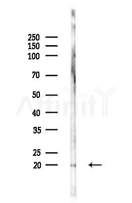COX5B Antibody - Western blot analysis of lysates from Mouse brain, using COX5B Antibody at 1/1000 dilution.