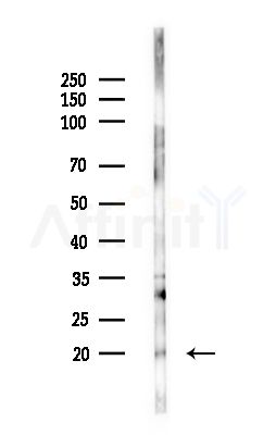 COX5B Antibody - Western blot analysis of lysates from RAW264.