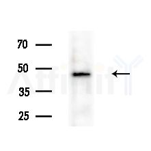 Cytochrome P450 2F1 Antibody - Western blot analysis of lysates from Mouse liver, using Cytochrome P450 2F1 Antibody at 1/1000 dilution.