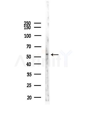 Cytochrome P450 2F1 Antibody - Western blot analysis of lysates from Mouse liver, using Cytochrome P450 2F1 Antibody at 1/1000 dilution.