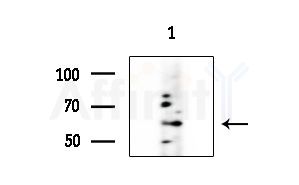 CDCA7L Antibody - Western blot analysis of extracts from HUVEC cells, using CDCA7L Antibody at 1/1000 dilution.