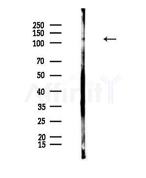 ADCY7 Antibody - Western blot analysis of lysates from Rat testis, using ADCY7 Antibody at 1/1000 dilution.