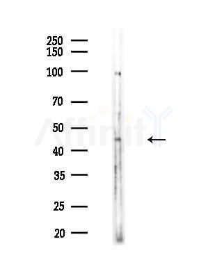 CRLF1 Antibody - Western blot analysis of lysates from HUVEC cells, using CRLF1 Antibody at 1/1000 dilution.