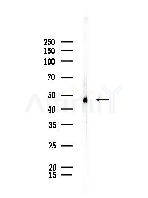 DNAJA1 Antibody - Western blot analysis of lysates from Rat brain, using DNAJA1 Antibody at 1/1000 dilution.