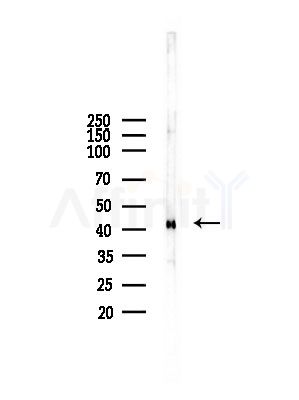 DNAJA1 Antibody - Western blot analysis of lysates from A375 cells(starvation,24h treatment), using DNAJA1 Antibody at 1/1000 dilution.